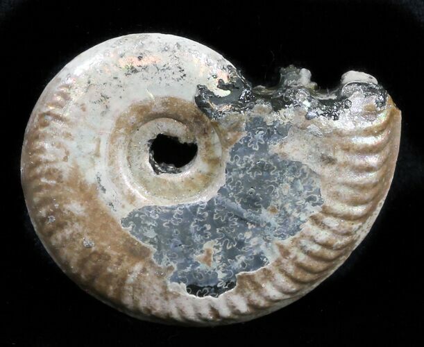 Iridescent Sublunduloceras Ammonite Fossil - Russia #34604
